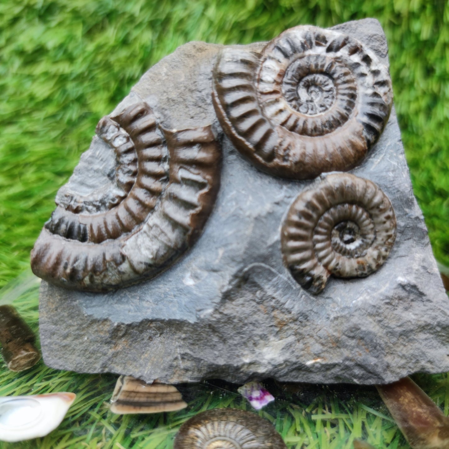 Lower lias ammonite fossil multi block Yorkshire on cut base - North Yorkshire Fossils