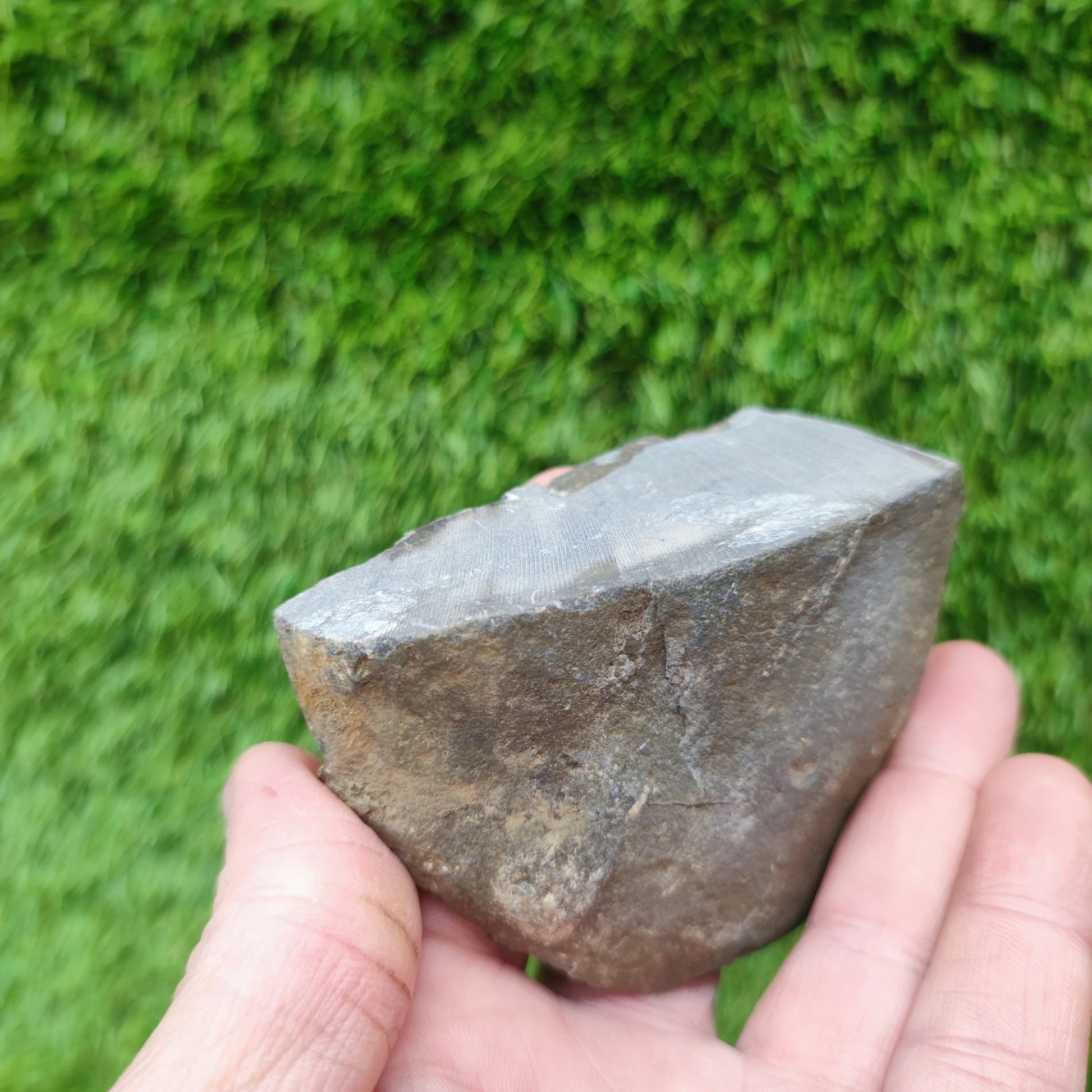Lower lias ammonite fossil multi block Yorkshire on cut base - North Yorkshire Fossils