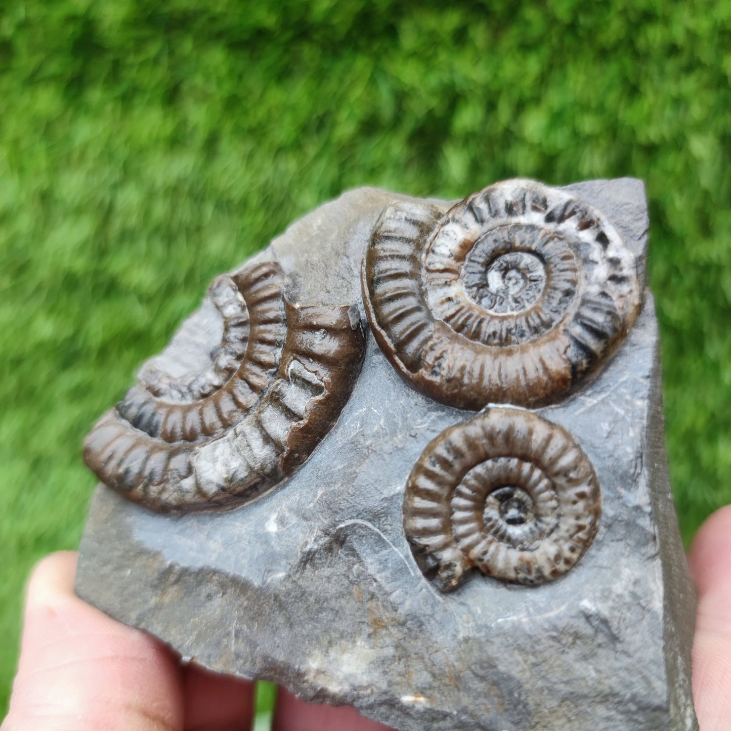 Lower lias ammonite fossil multi block Yorkshire on cut base - North Yorkshire Fossils