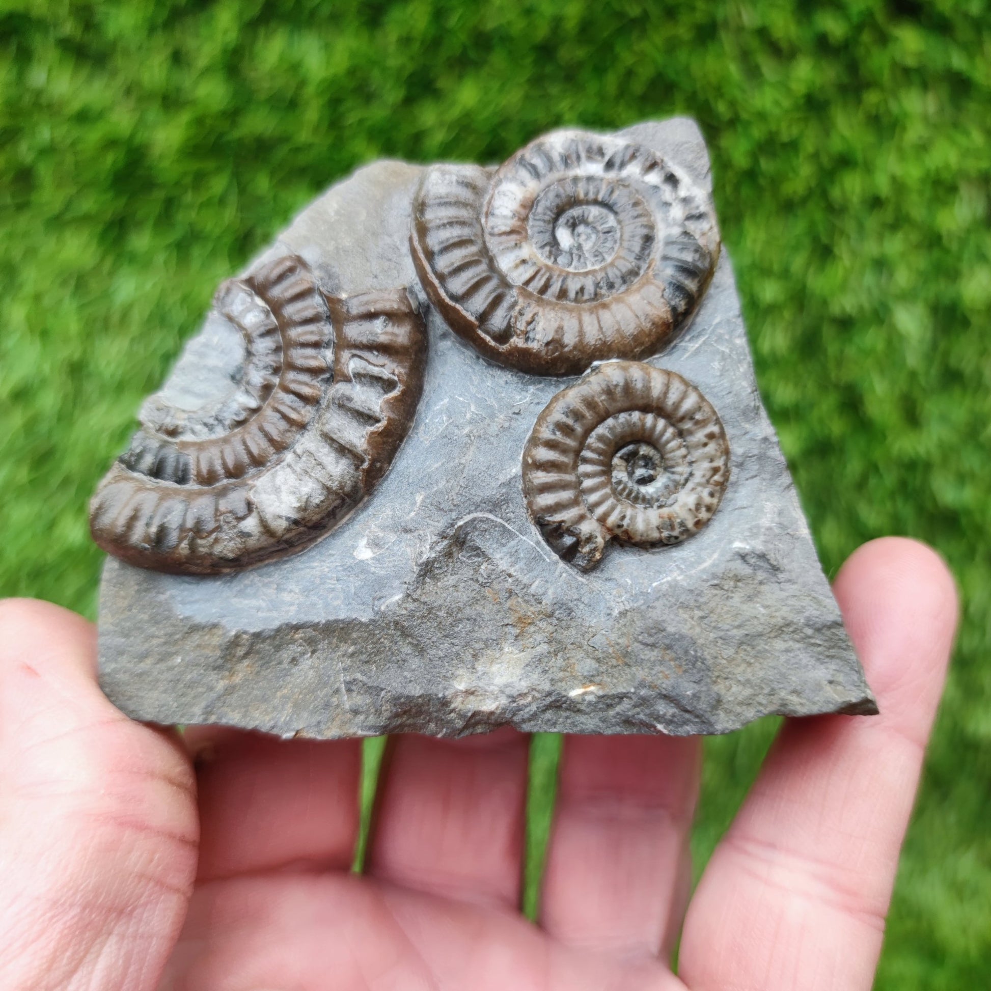 Lower lias ammonite fossil multi block Yorkshire on cut base - North Yorkshire Fossils