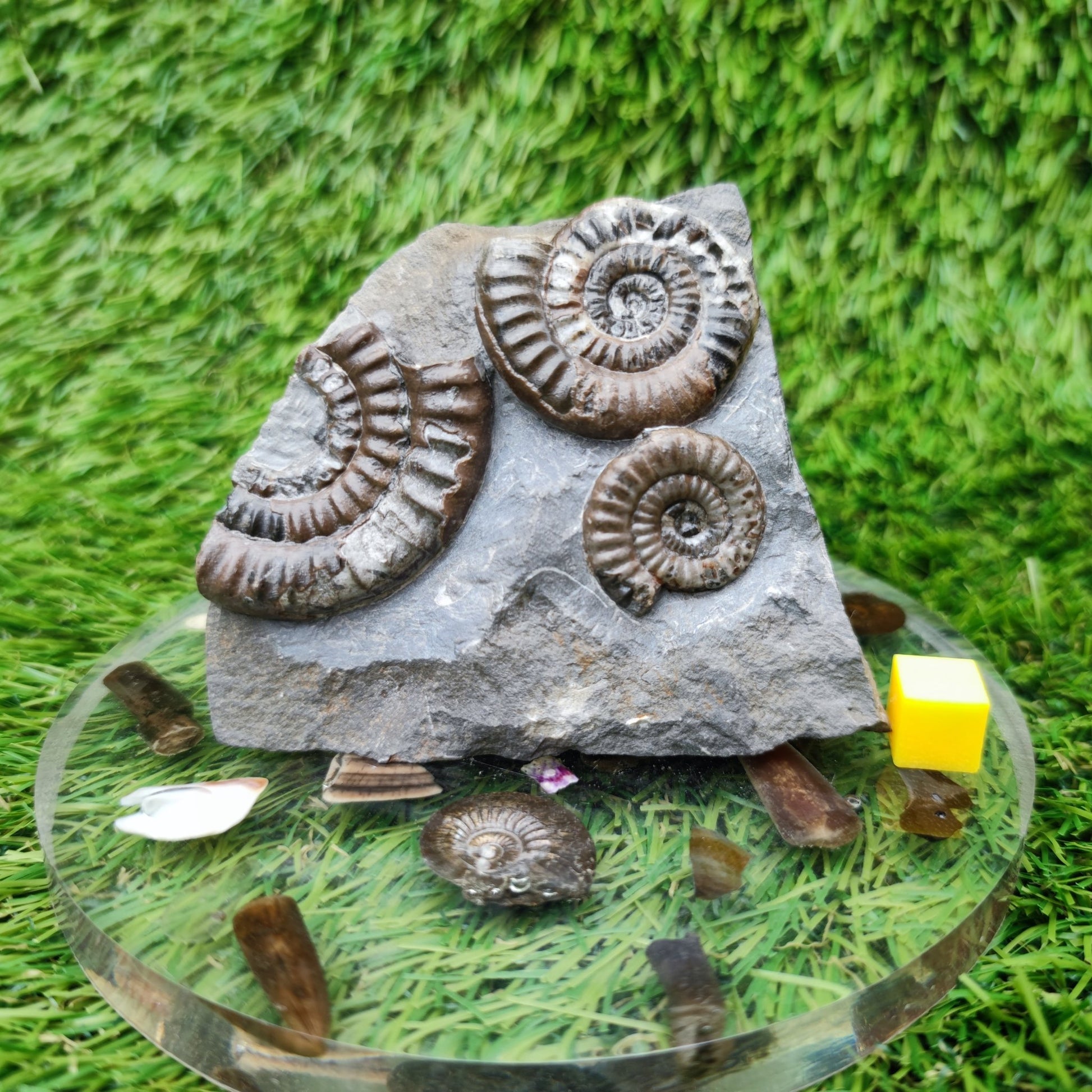 Lower lias ammonite fossil multi block Yorkshire on cut base - North Yorkshire Fossils