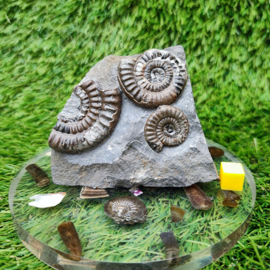 Lower lias ammonite fossil multi block Yorkshire on cut base - North Yorkshire Fossils
