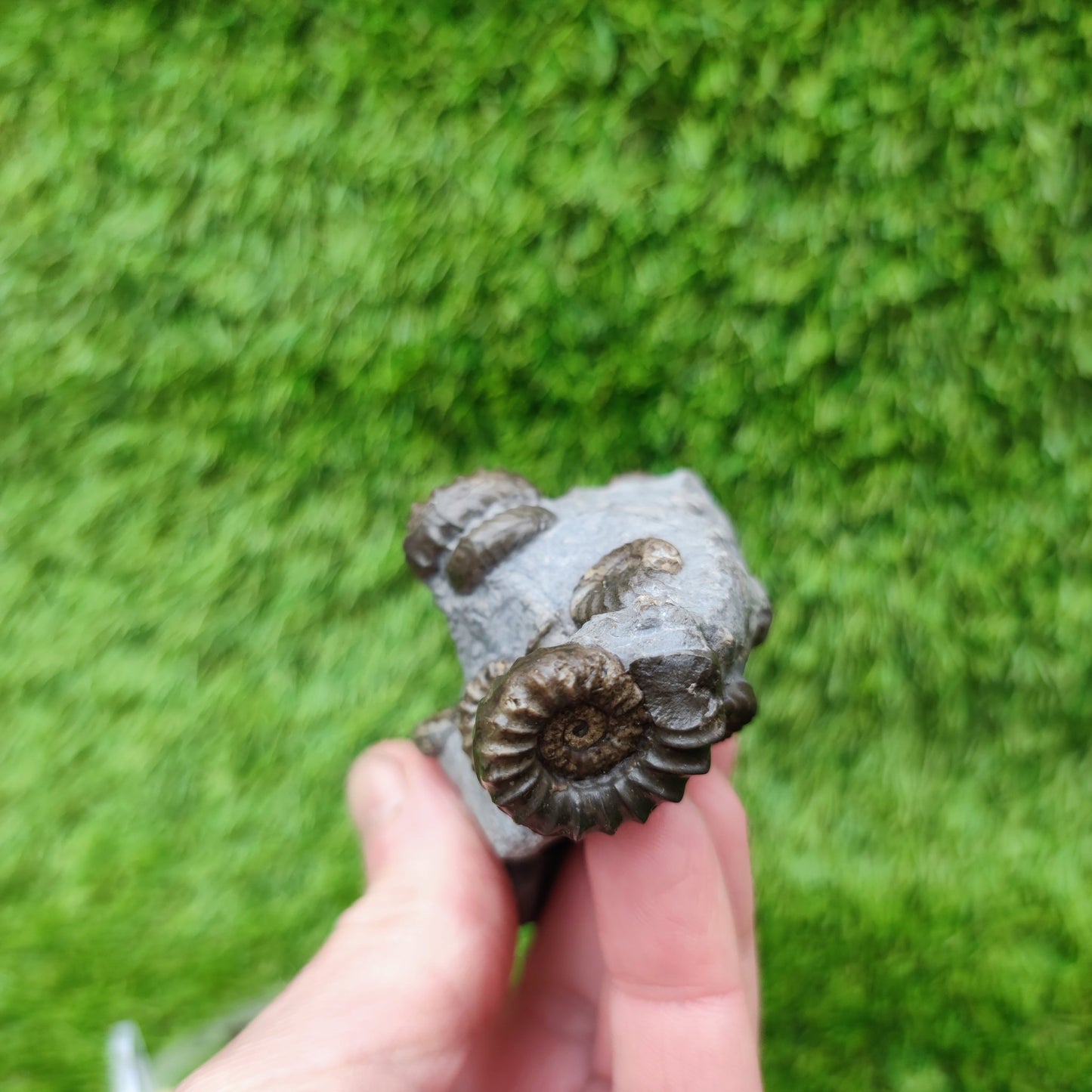 Lower lias euagassiceras ammonite fossil multi block - North Yorkshire Fossils
