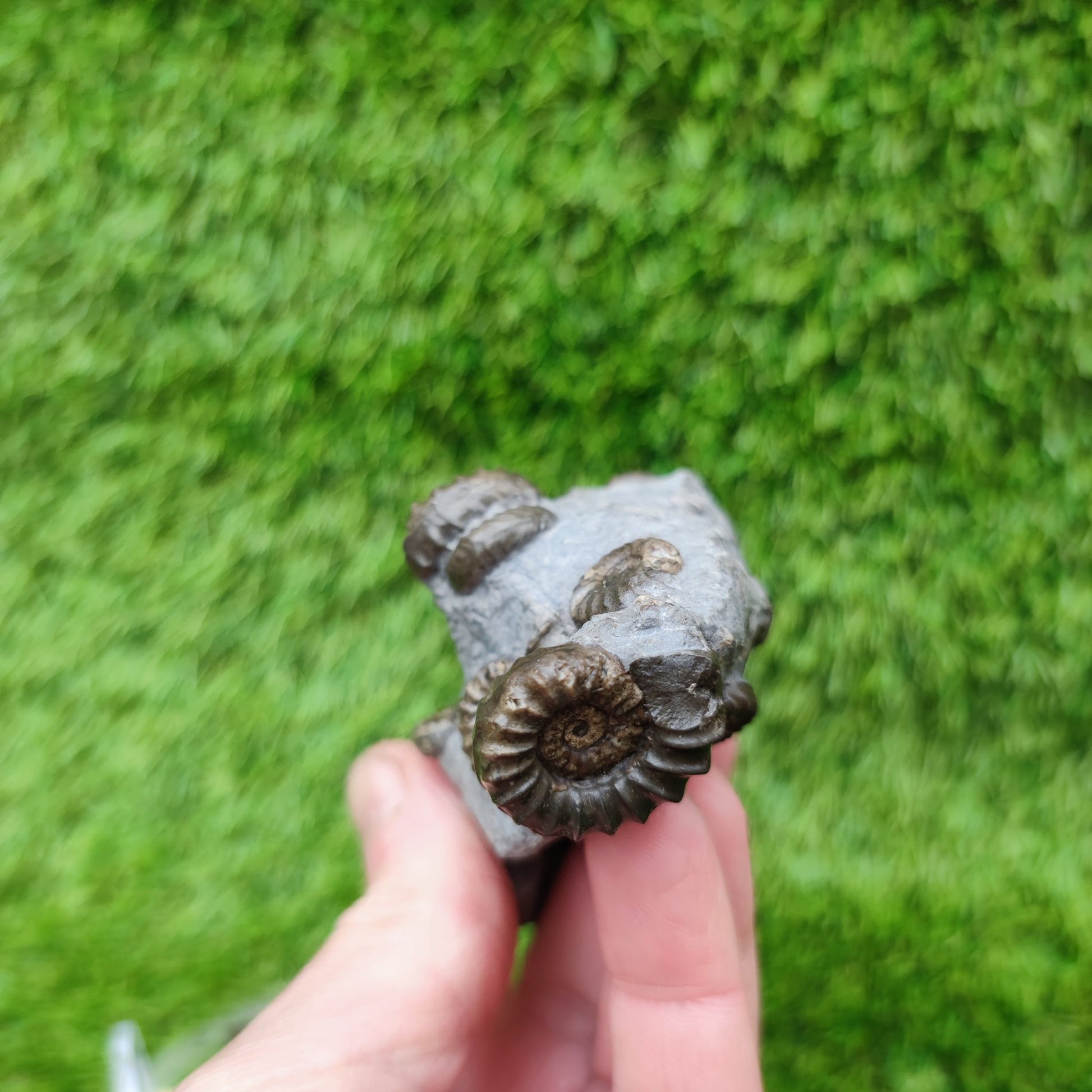 Lower lias euagassiceras ammonite fossil multi block - North Yorkshire Fossils