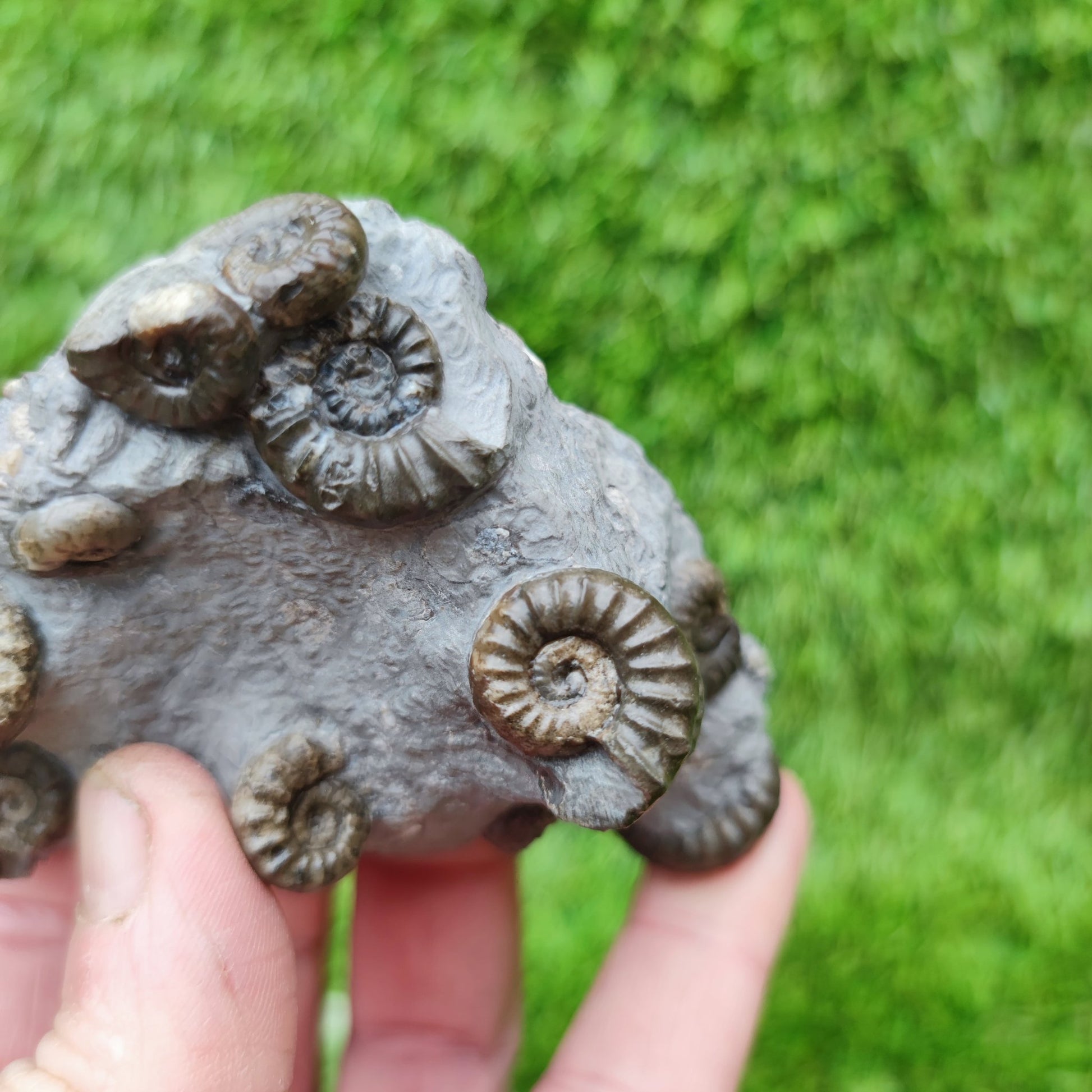 Lower lias euagassiceras ammonite fossil multi block - North Yorkshire Fossils