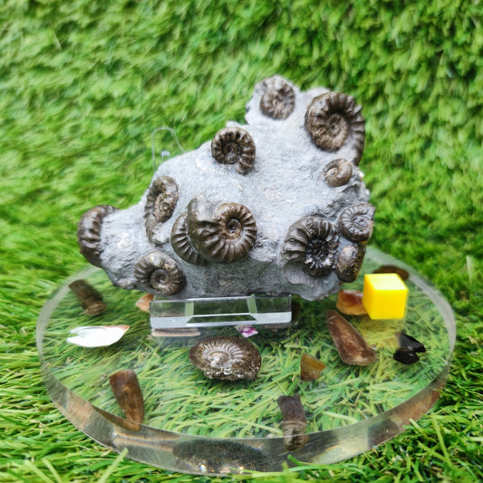 Lower lias euagassiceras ammonite fossil multi block - North Yorkshire Fossils