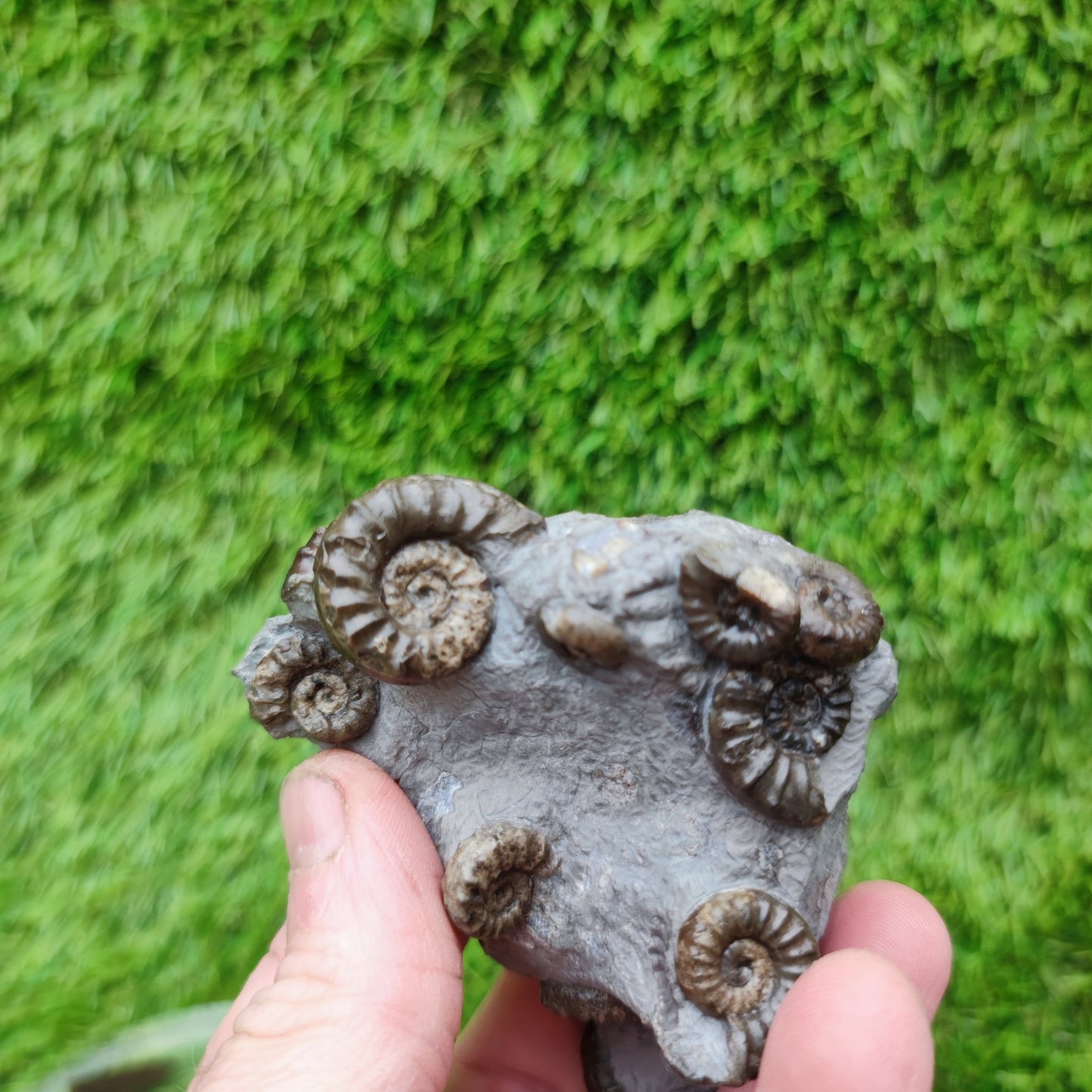 Lower lias euagassiceras ammonite fossil multi block - North Yorkshire Fossils