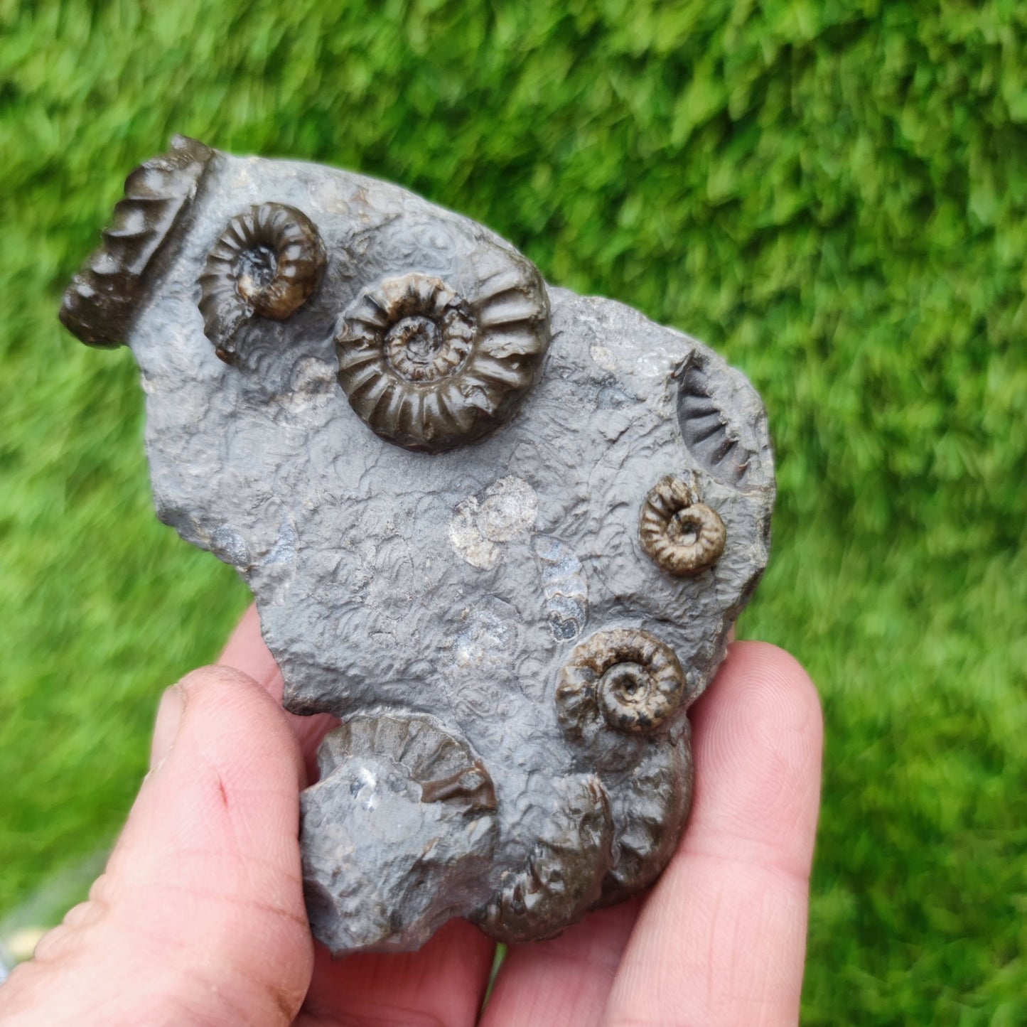 Lower lias euagassiceras ammonite fossil multi block - North Yorkshire Fossils