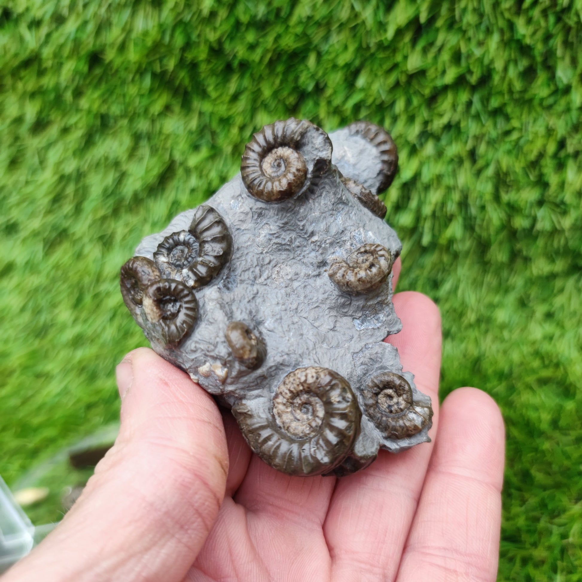 Lower lias euagassiceras ammonite fossil multi block - North Yorkshire Fossils