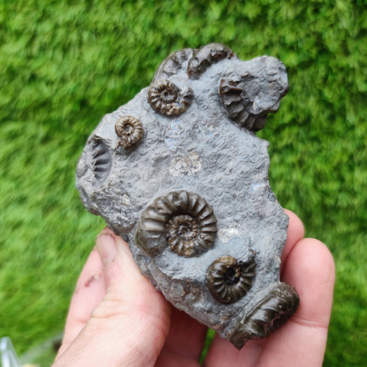 Lower lias euagassiceras ammonite fossil multi block - North Yorkshire Fossils
