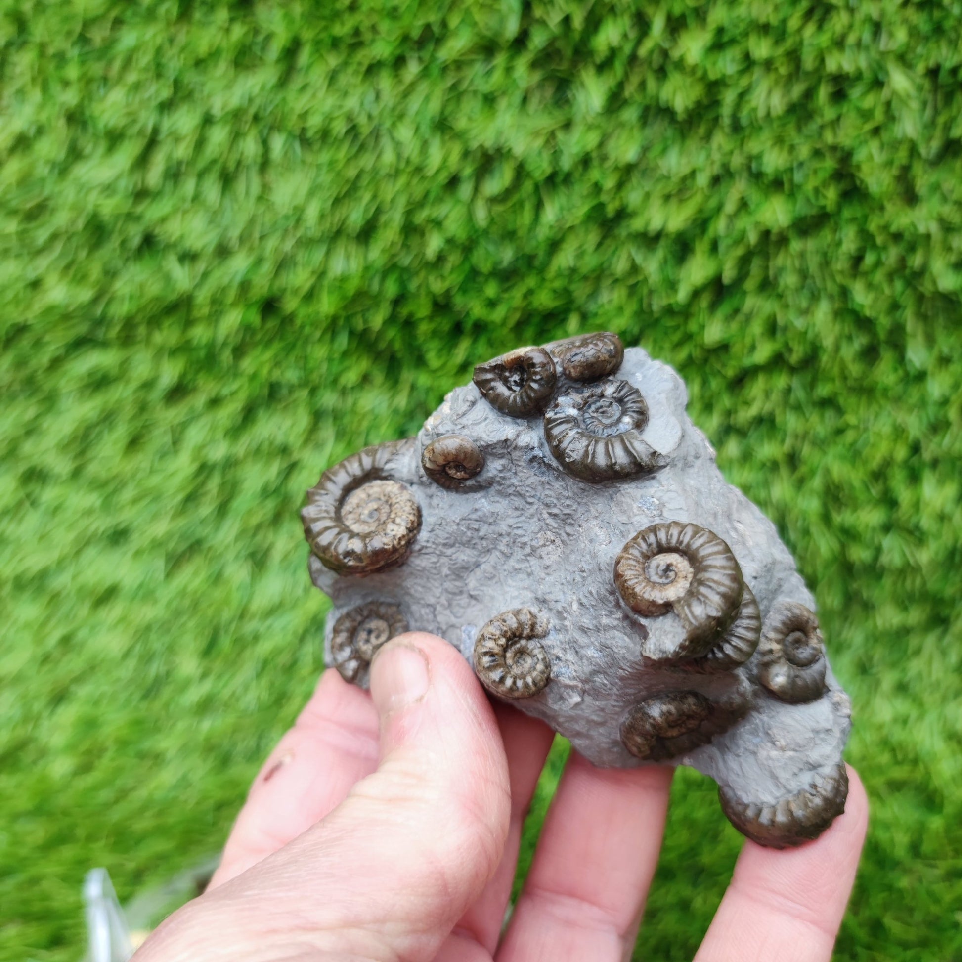 Lower lias euagassiceras ammonite fossil multi block - North Yorkshire Fossils
