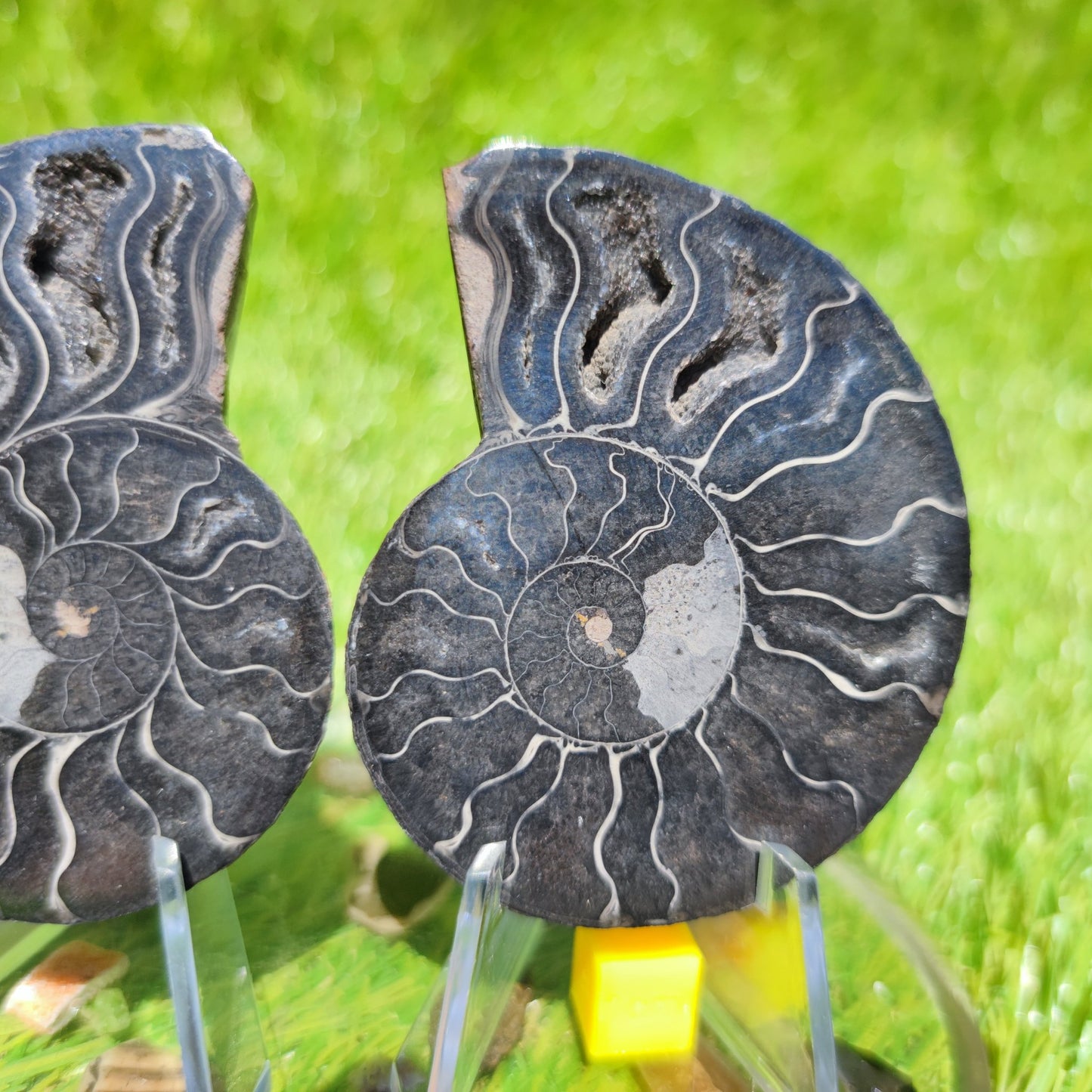 Madagascar ammonite - North Yorkshire Fossils