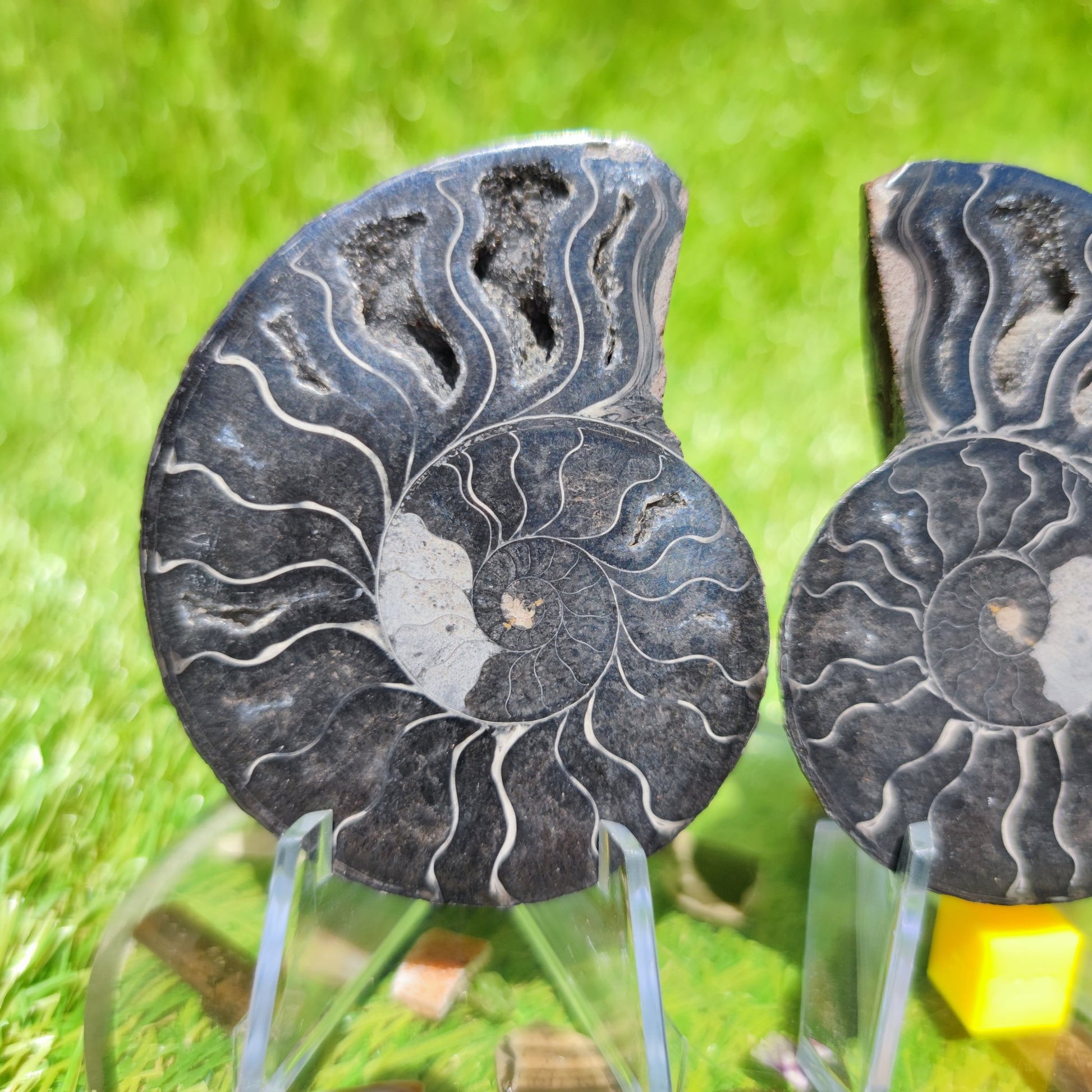 Madagascar ammonite - North Yorkshire Fossils