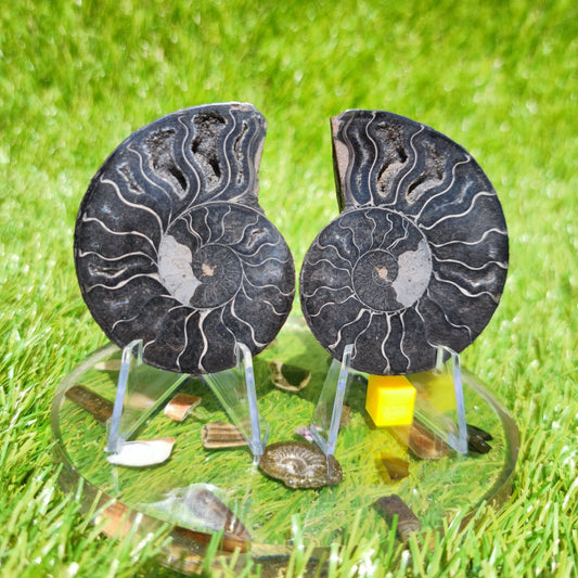 Madagascar ammonite - North Yorkshire Fossils