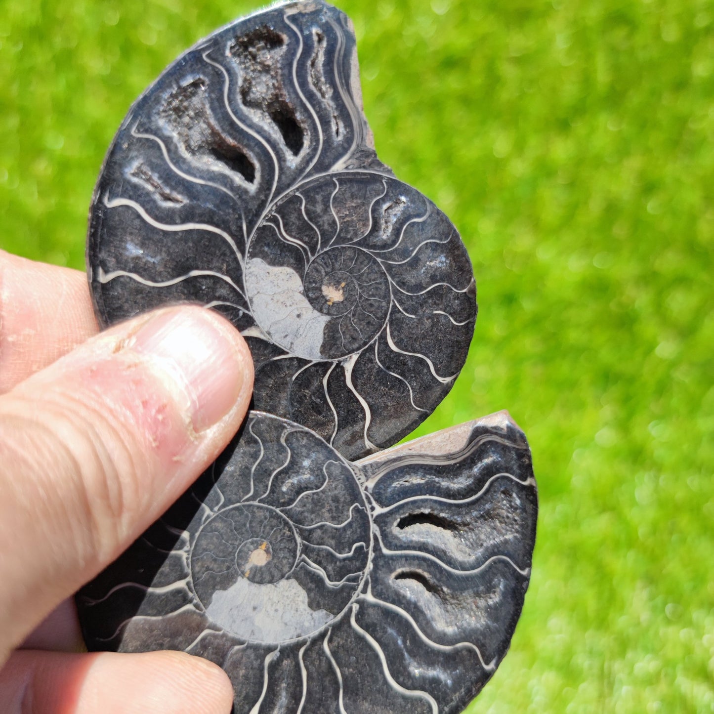 Madagascar ammonite - North Yorkshire Fossils