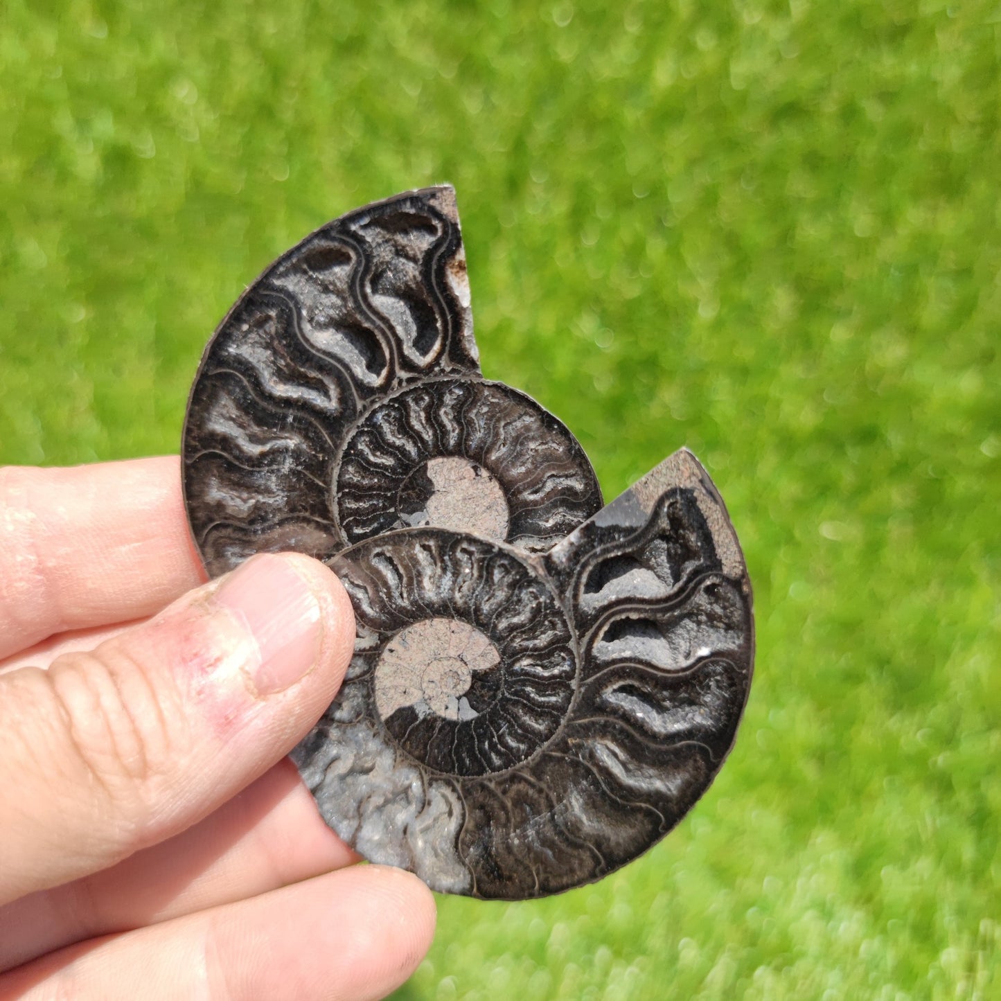 Madagascar ammonite black and white polished - North Yorkshire Fossils