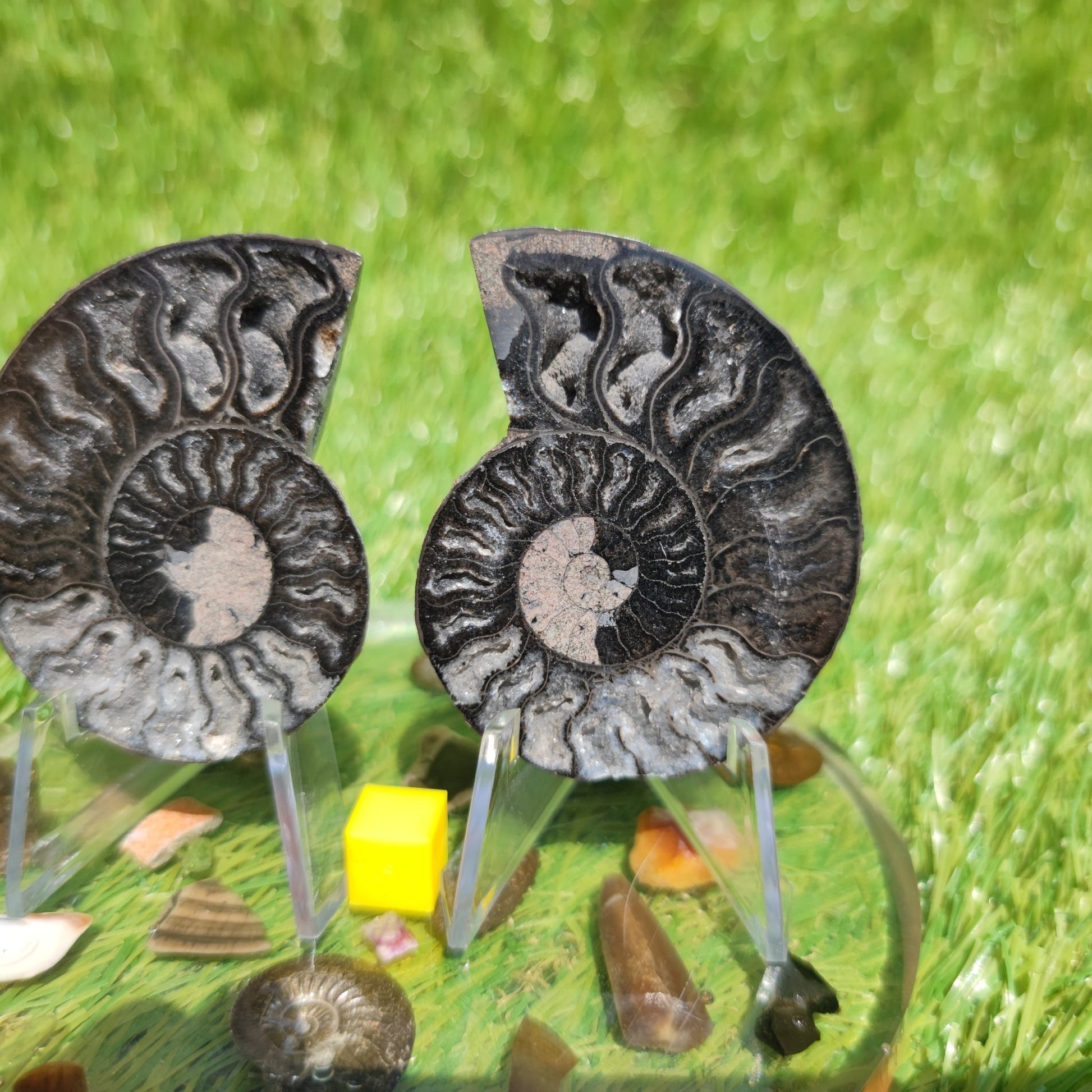 Madagascar ammonite black and white polished - North Yorkshire Fossils