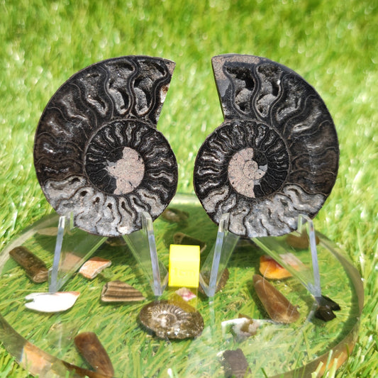 Madagascar ammonite black and white polished - North Yorkshire Fossils