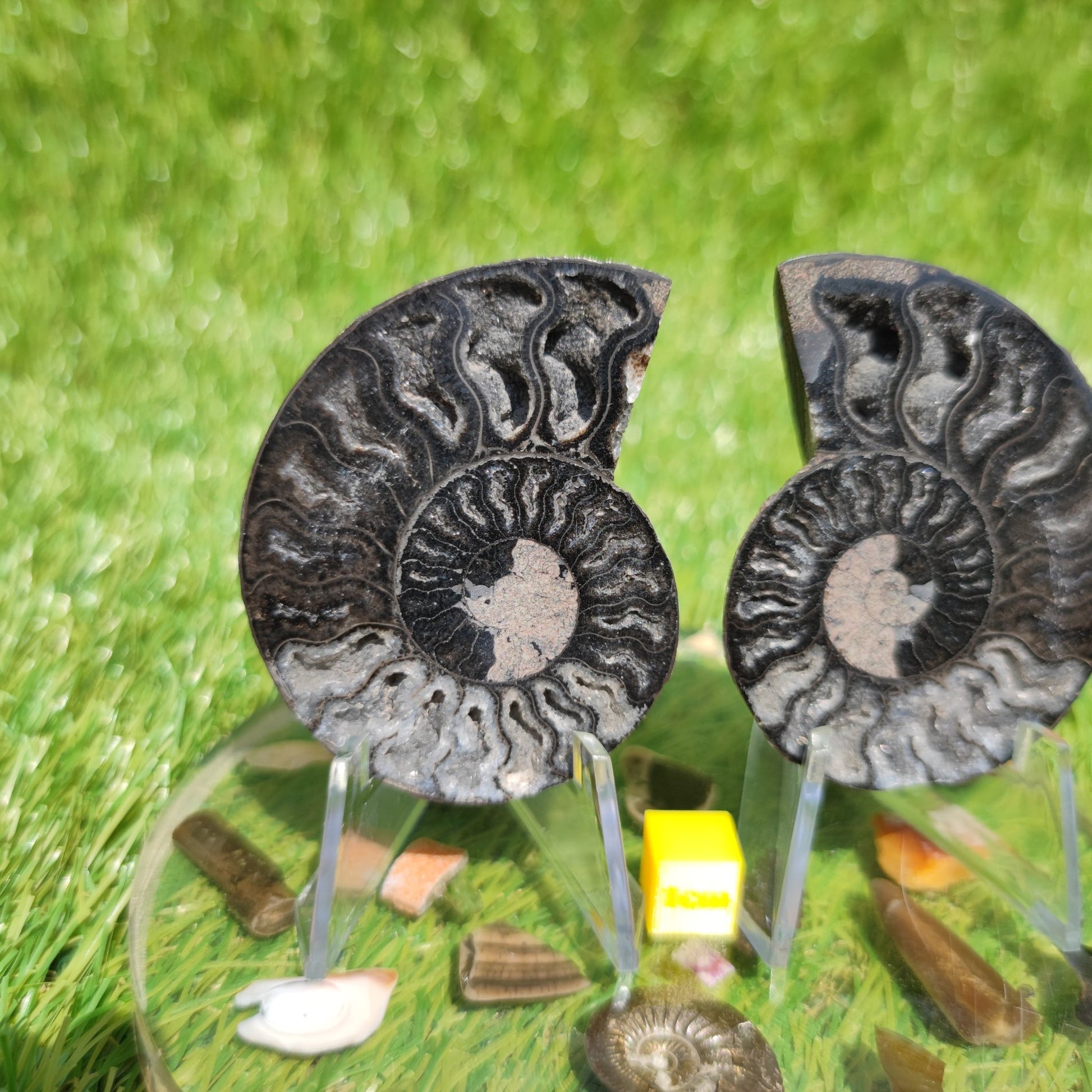 Madagascar ammonite black and white polished - North Yorkshire Fossils