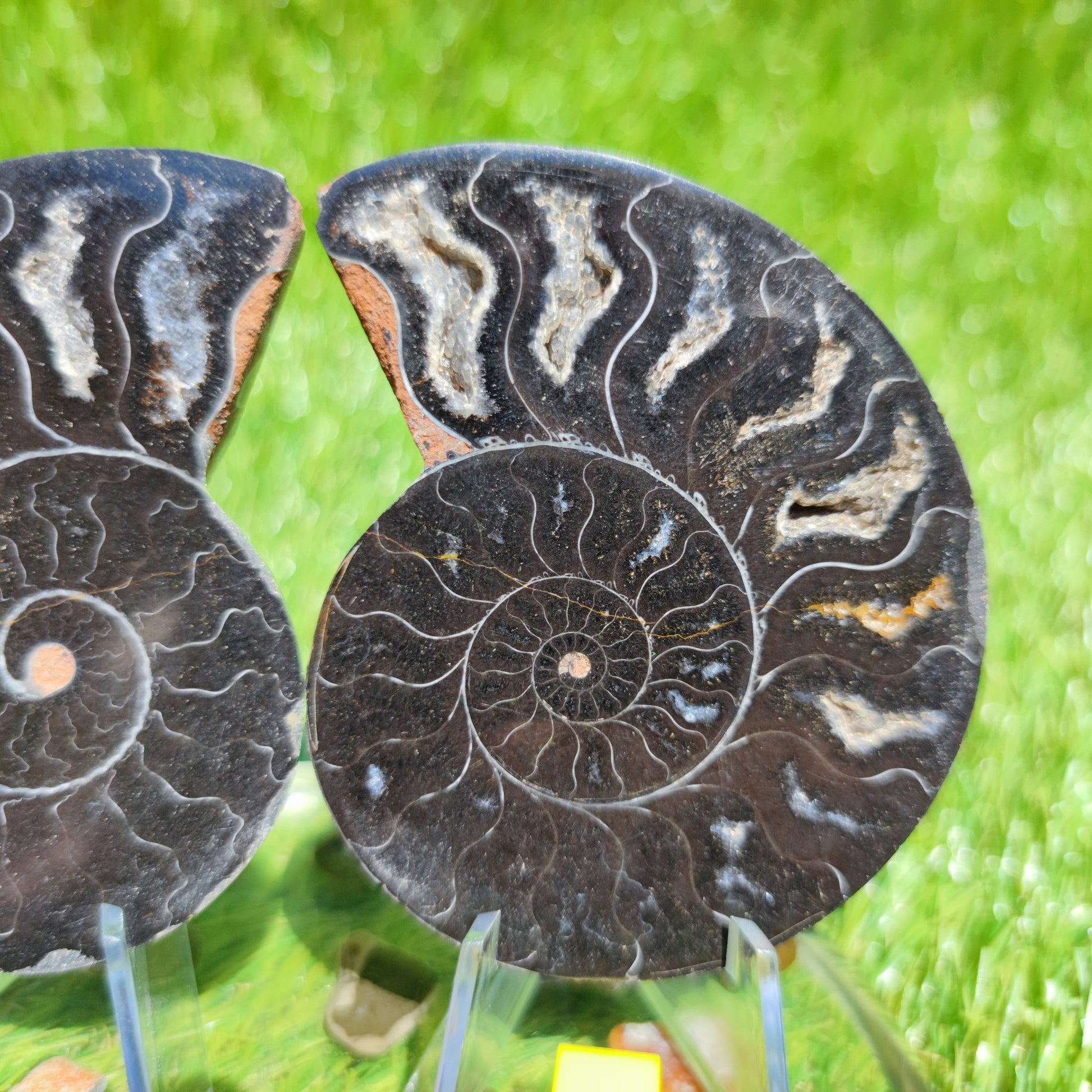 Madagascar ammonite fossil - North Yorkshire Fossils