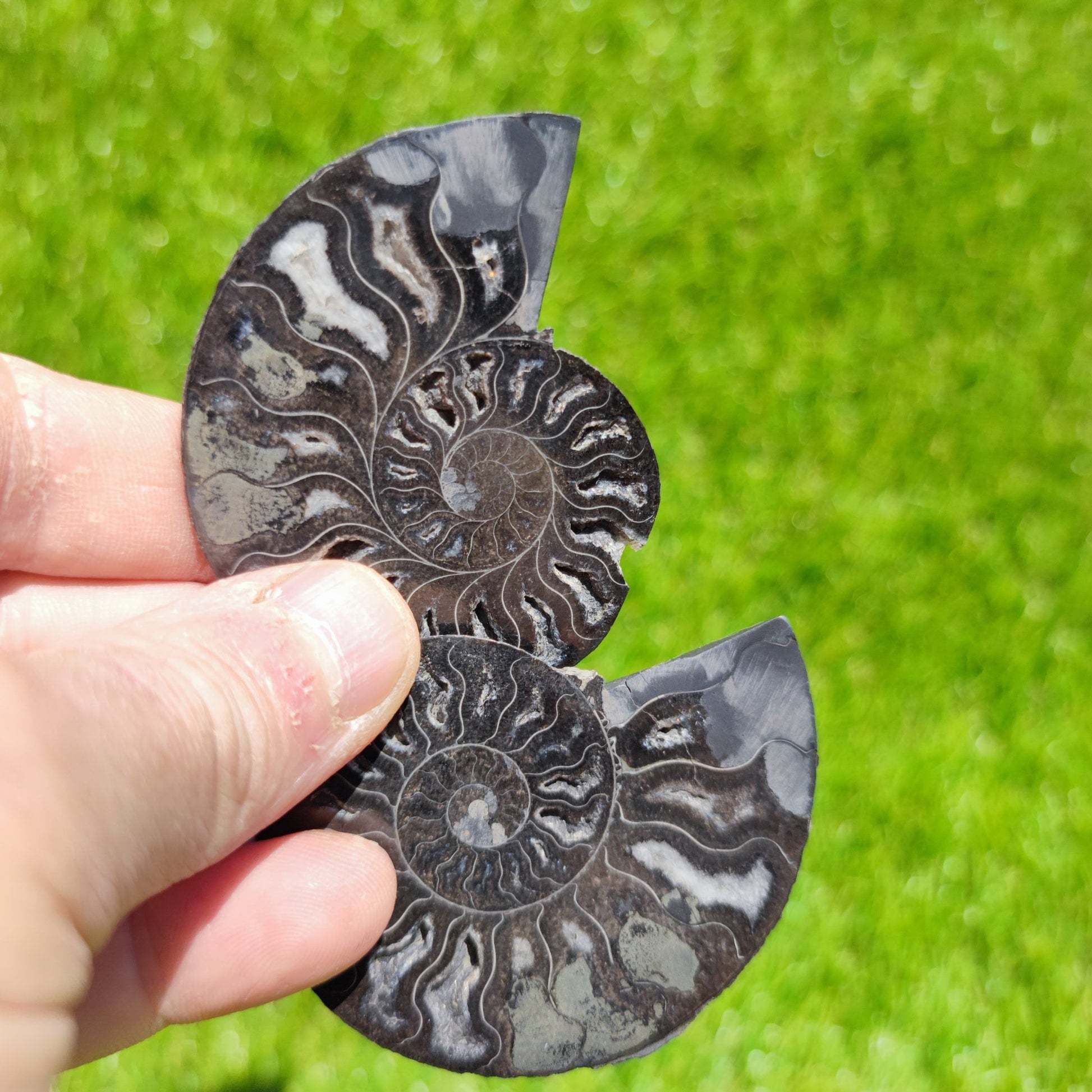 Madagascar ammonite fossil - North Yorkshire Fossils