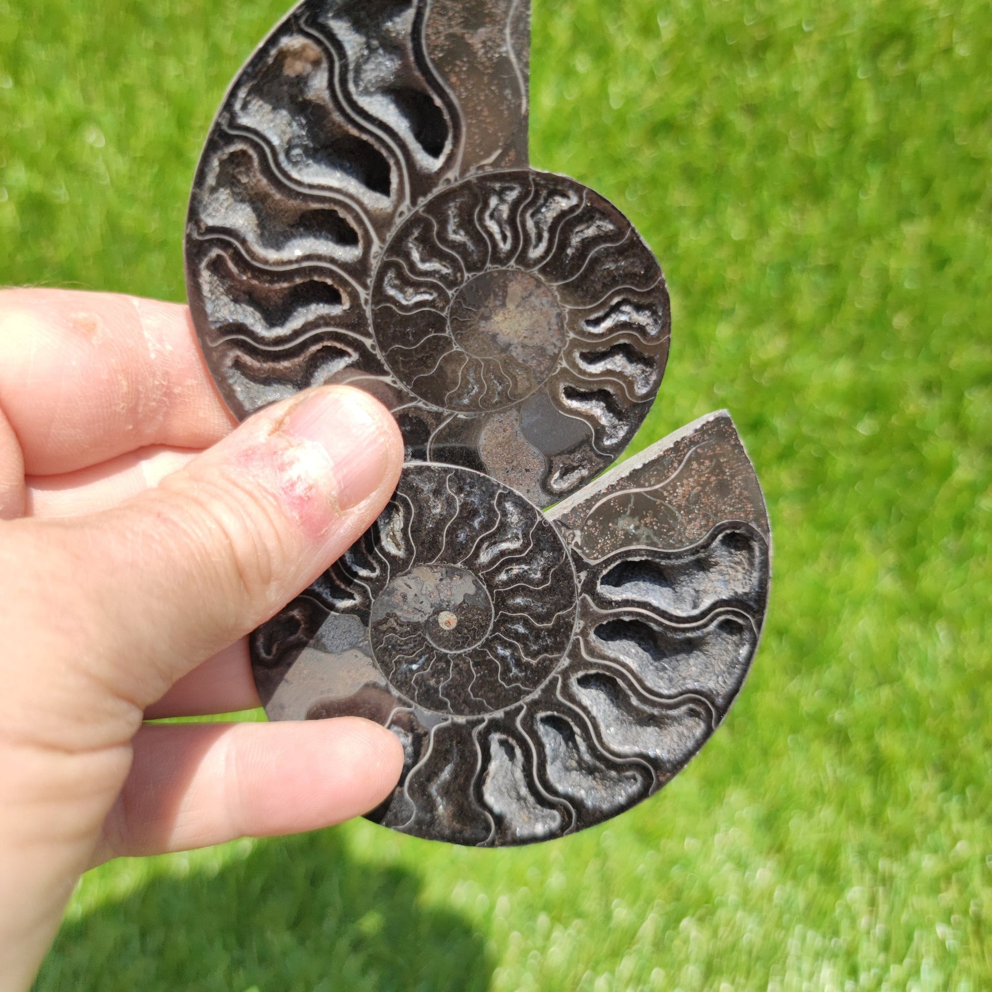 Madagascar ammonite fossil - North Yorkshire Fossils