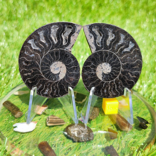 Madagascar ammonite fossil - North Yorkshire Fossils