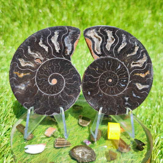 Madagascar ammonite fossil - North Yorkshire Fossils