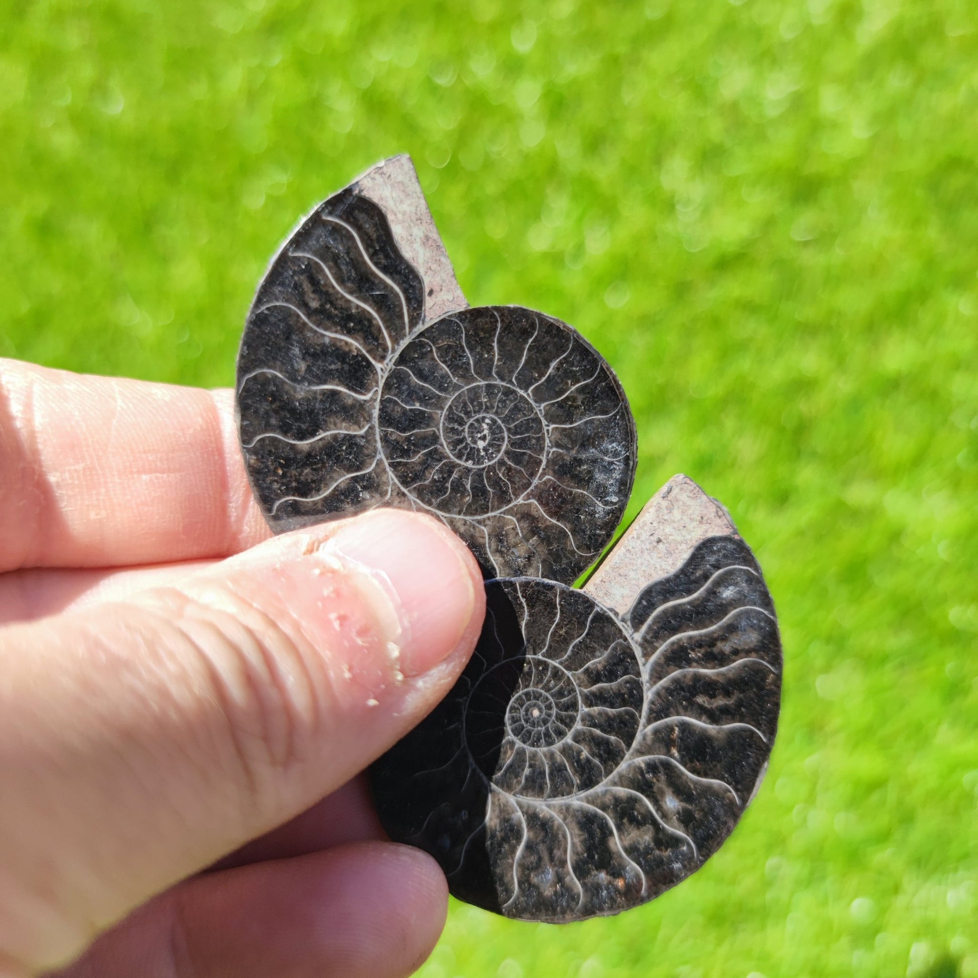 Madagascar ammonite fossil - North Yorkshire Fossils