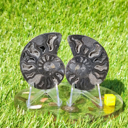 Madagascar ammonite fossil - North Yorkshire Fossils