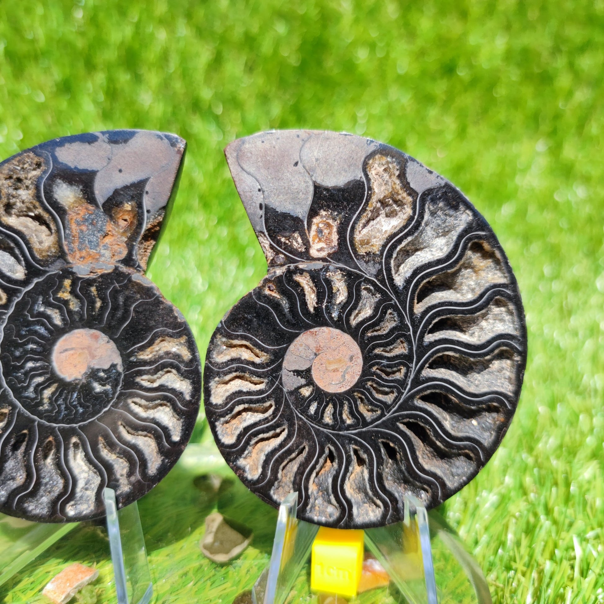 Madagascar ammonite fossil - North Yorkshire Fossils