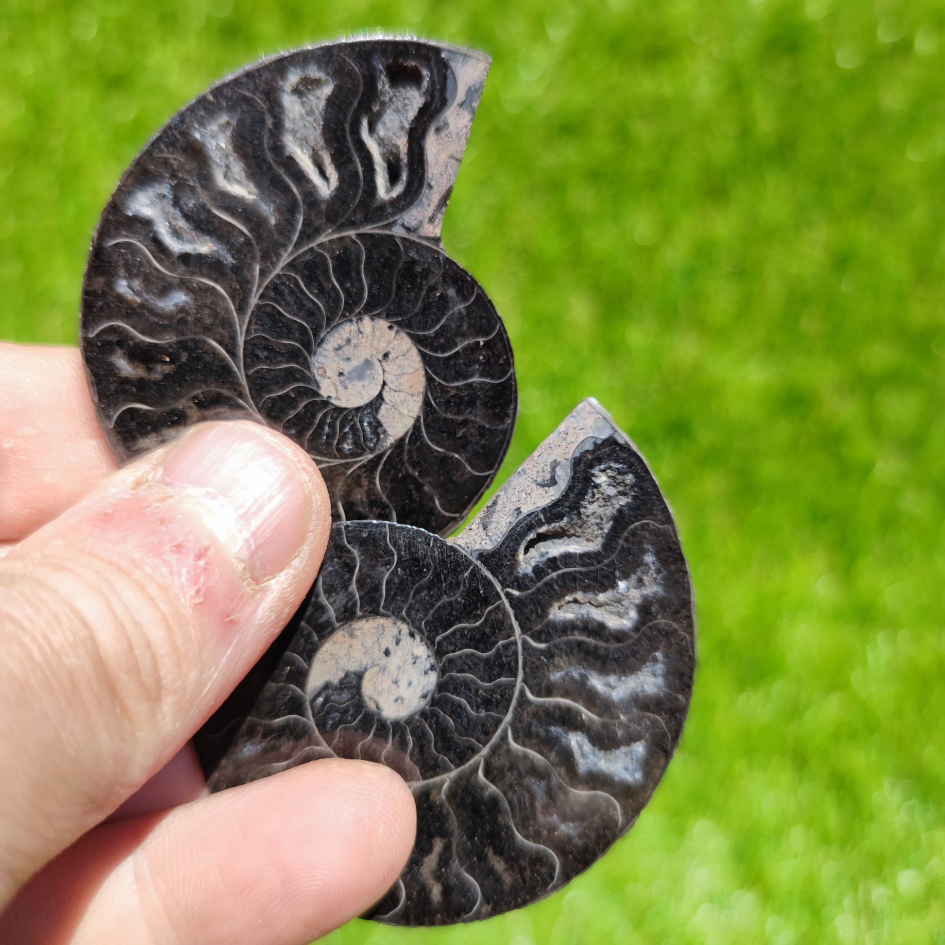 Madagascar ammonite fossil - North Yorkshire Fossils