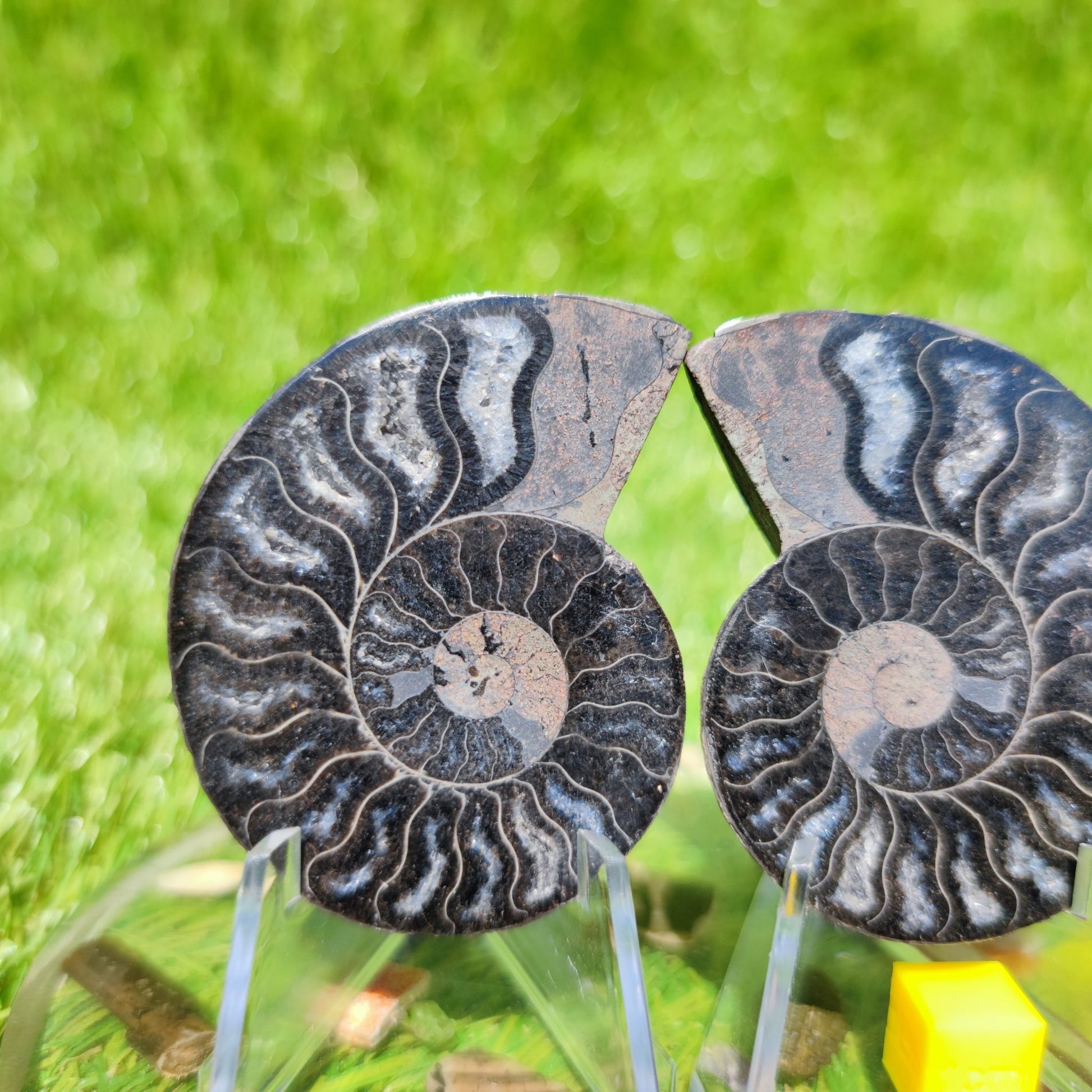 Madagascar ammonite fossil - North Yorkshire Fossils