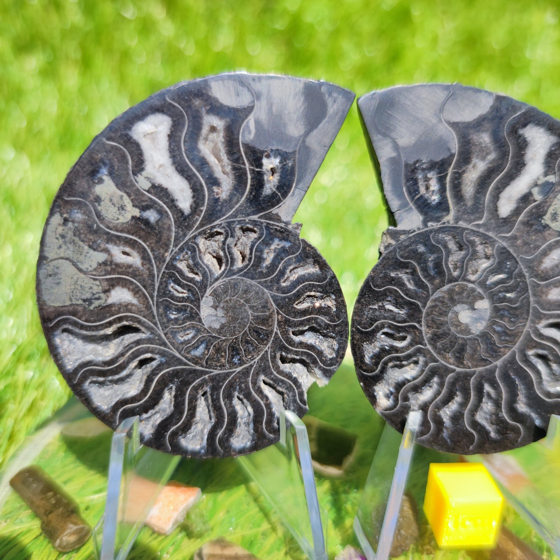 Madagascar ammonite fossil - North Yorkshire Fossils