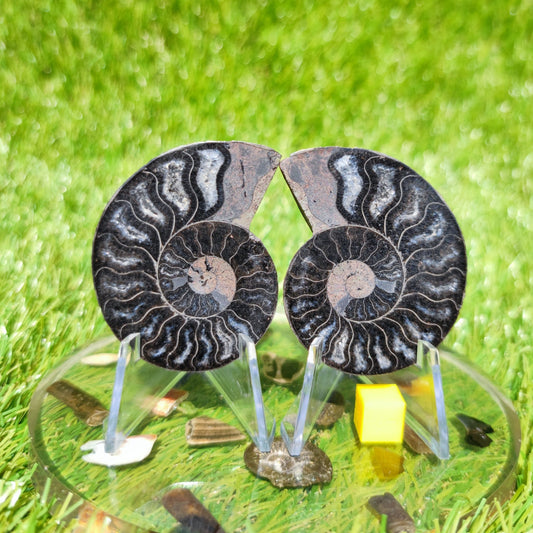 Madagascar ammonite fossil - North Yorkshire Fossils