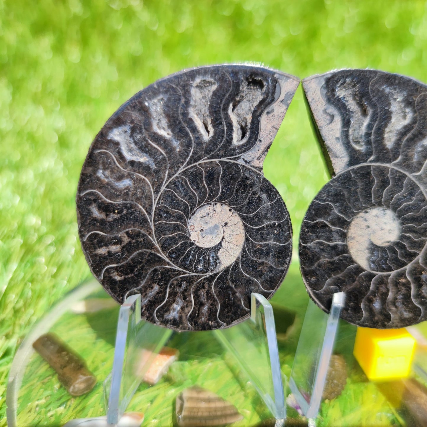 Madagascar ammonite fossil - North Yorkshire Fossils
