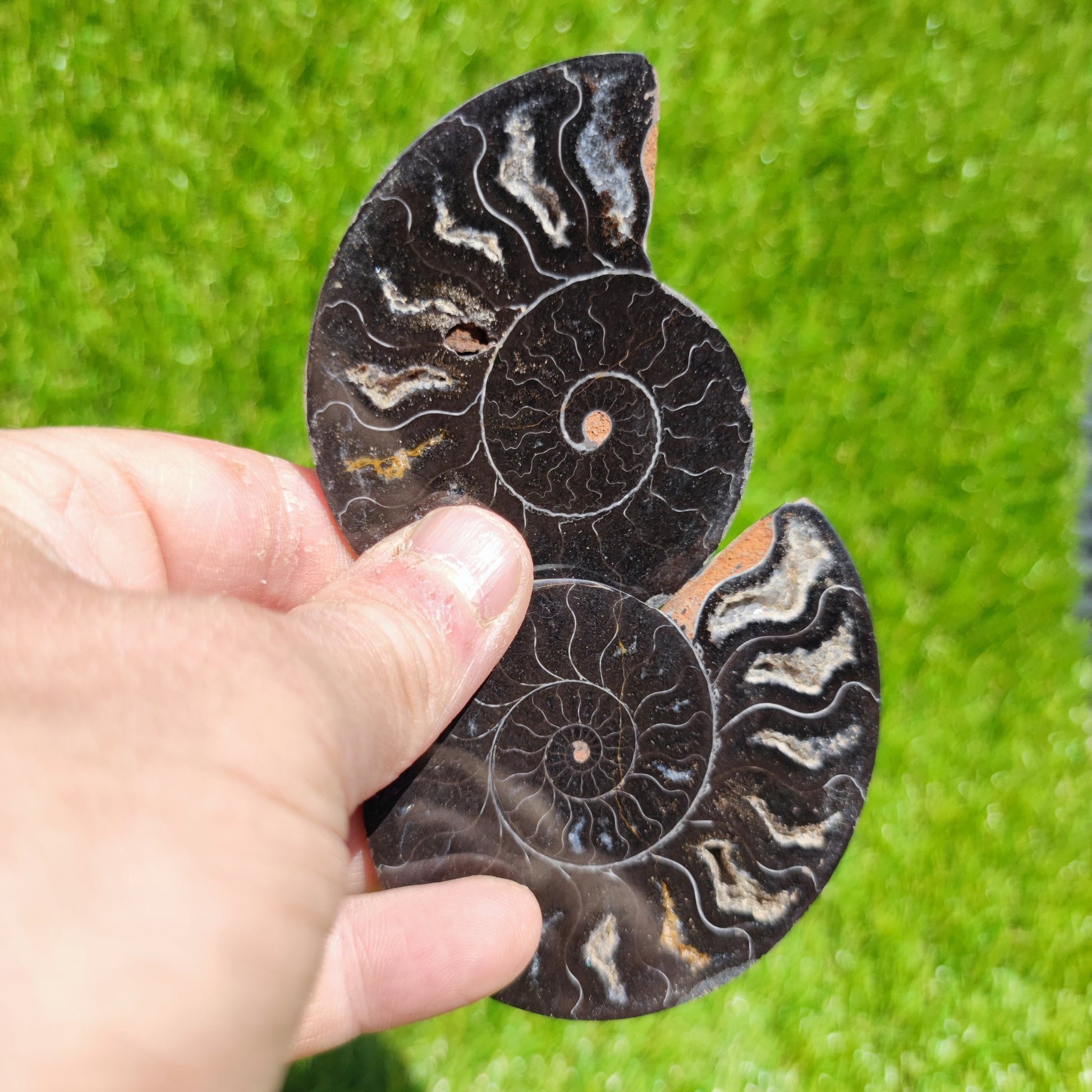 Madagascar ammonite fossil - North Yorkshire Fossils