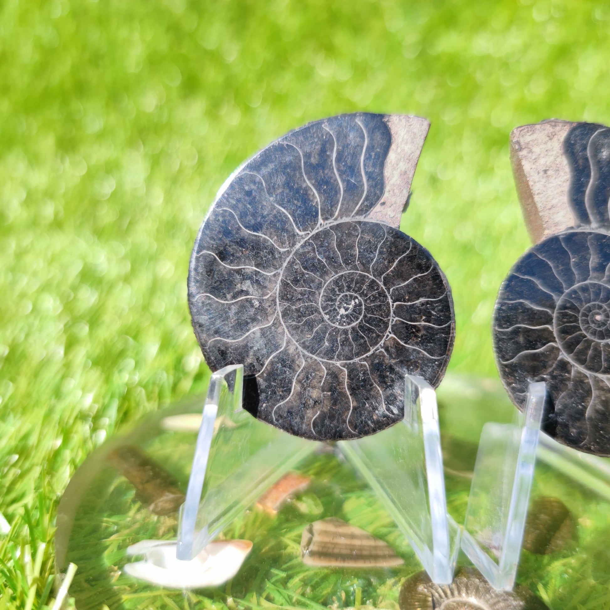 Madagascar ammonite fossil - North Yorkshire Fossils