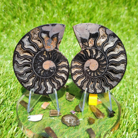 Madagascar ammonite fossil - North Yorkshire Fossils