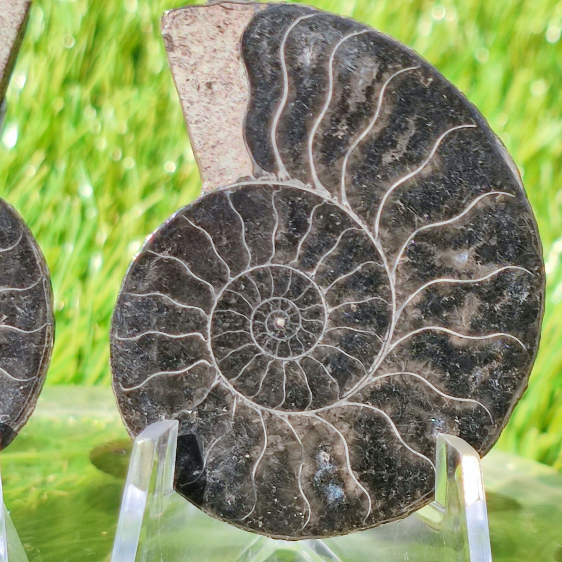 Madagascar ammonite fossil - North Yorkshire Fossils