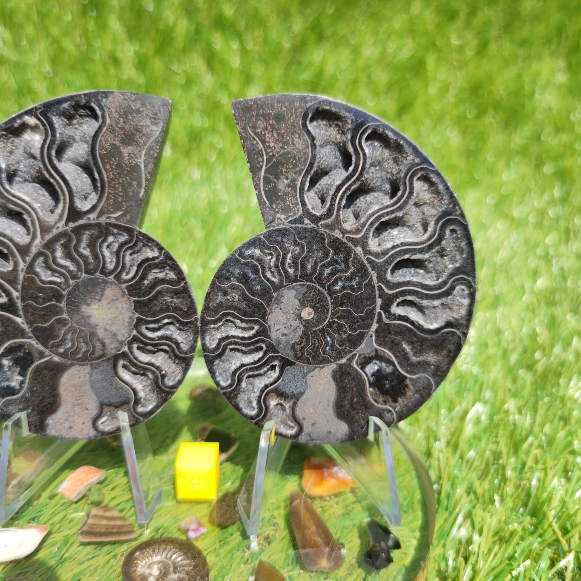 Madagascar ammonite fossil - North Yorkshire Fossils