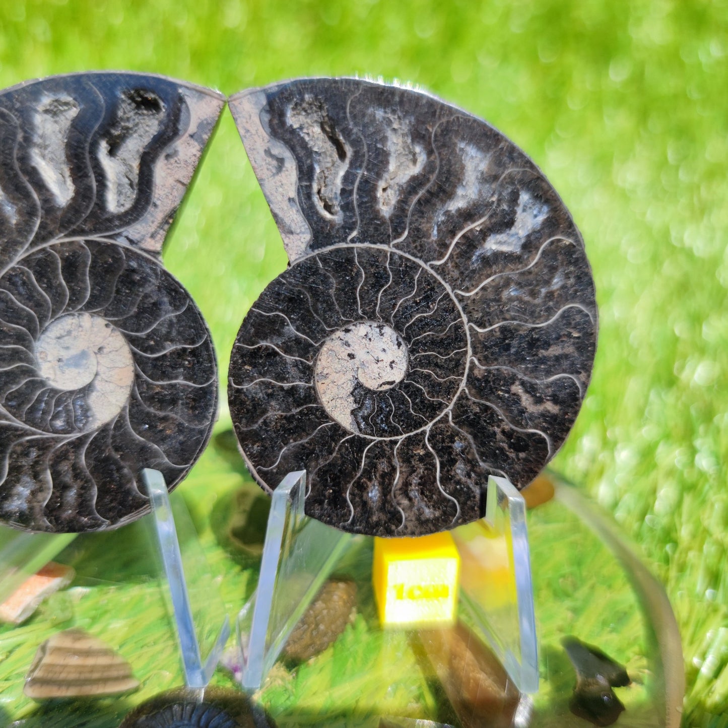 Madagascar ammonite fossil - North Yorkshire Fossils