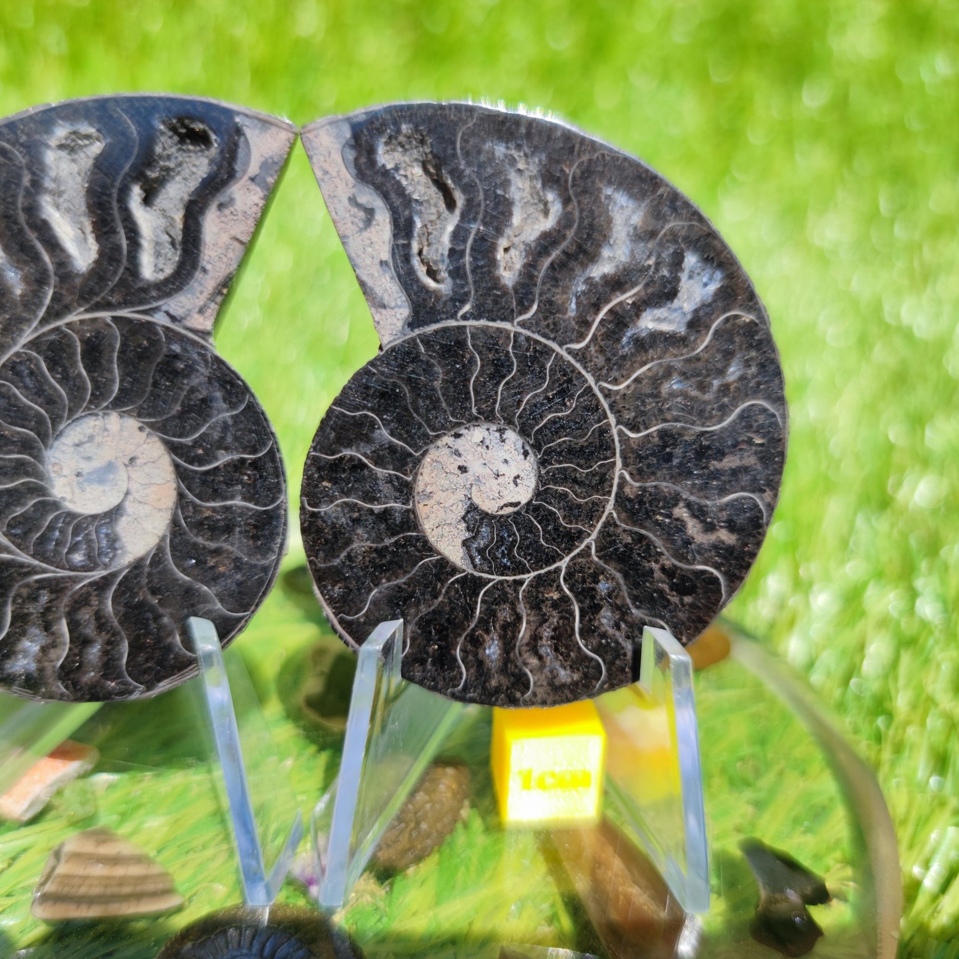 Madagascar ammonite fossil - North Yorkshire Fossils