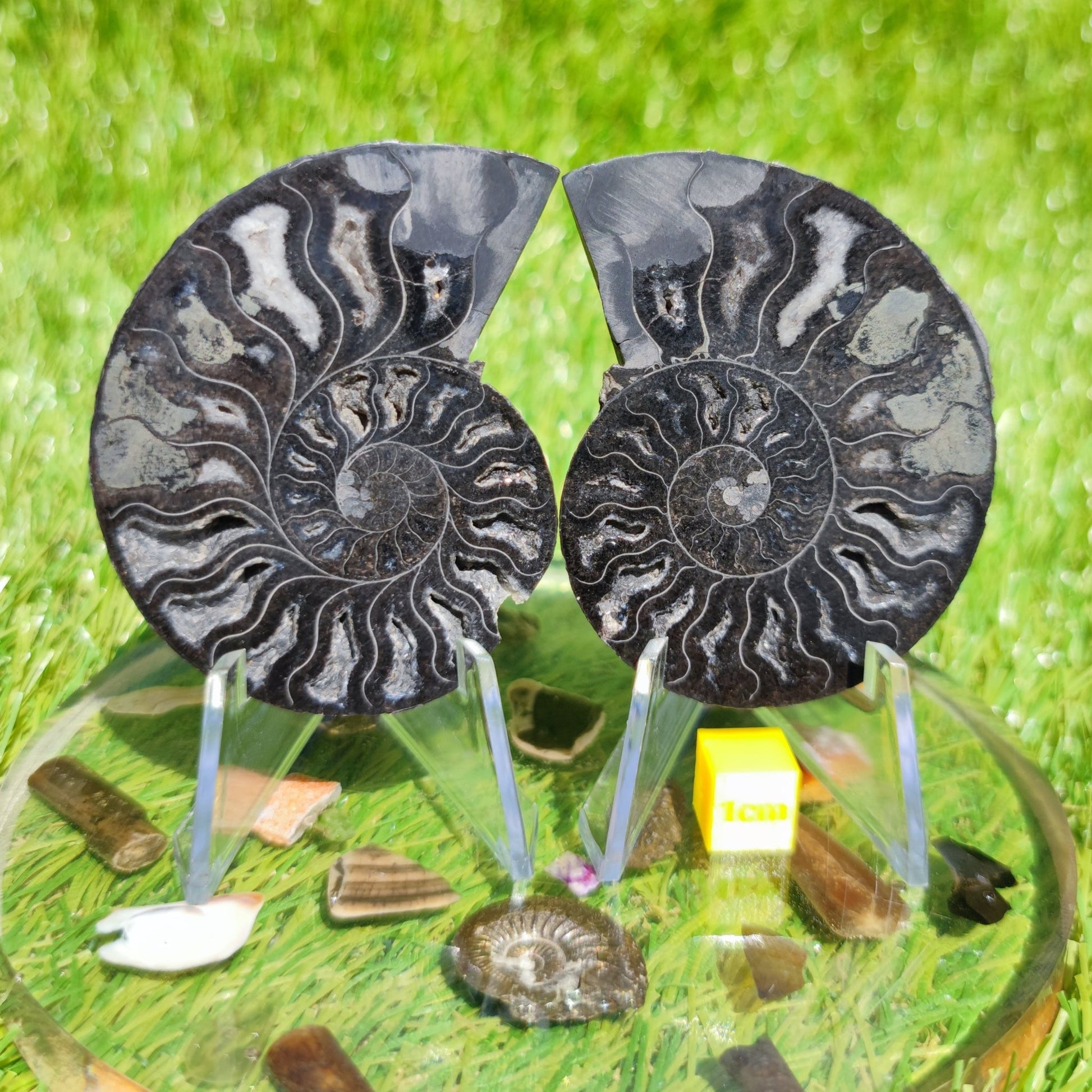Madagascar ammonite fossil - North Yorkshire Fossils