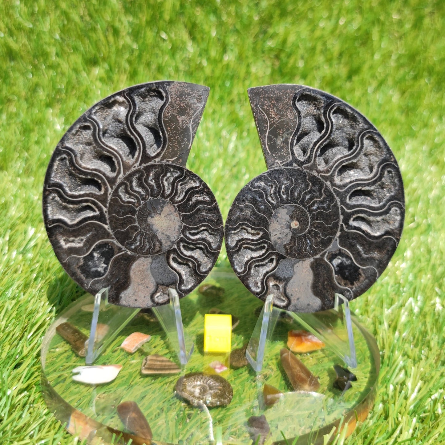 Madagascar ammonite fossil - North Yorkshire Fossils