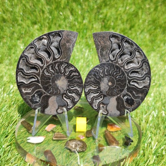 Madagascar ammonite fossil - North Yorkshire Fossils