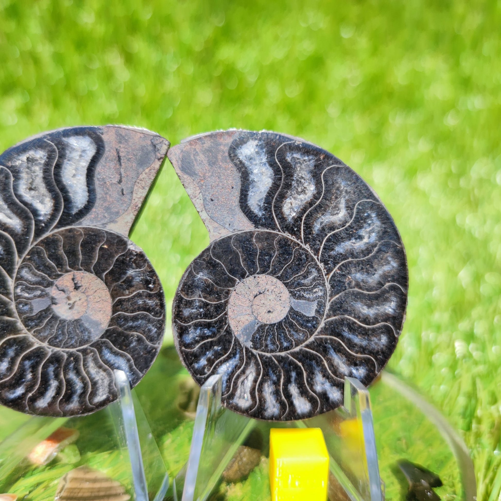 Madagascar ammonite fossil - North Yorkshire Fossils