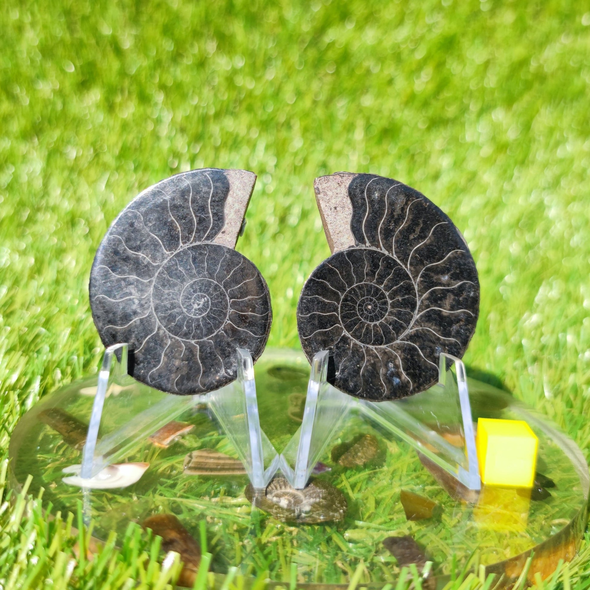 Madagascar ammonite fossil - North Yorkshire Fossils
