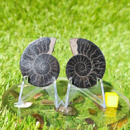 Madagascar ammonite fossil - North Yorkshire Fossils