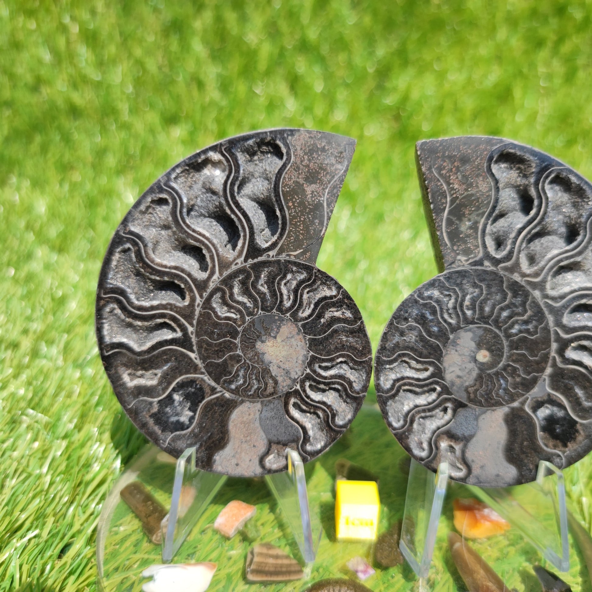 Madagascar ammonite fossil - North Yorkshire Fossils